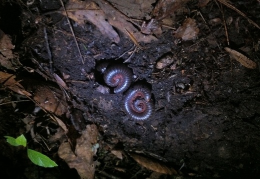 Millipedes, Big South Fork - 12